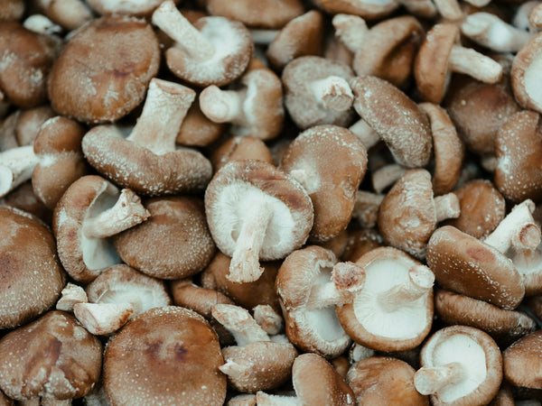 Cogumelos shiitake frescos
