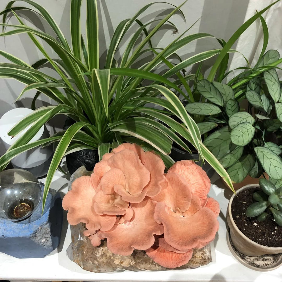 Bloco de cultivo de shimeji salmão enfeitando um canto claro da casa enquanto cresce
