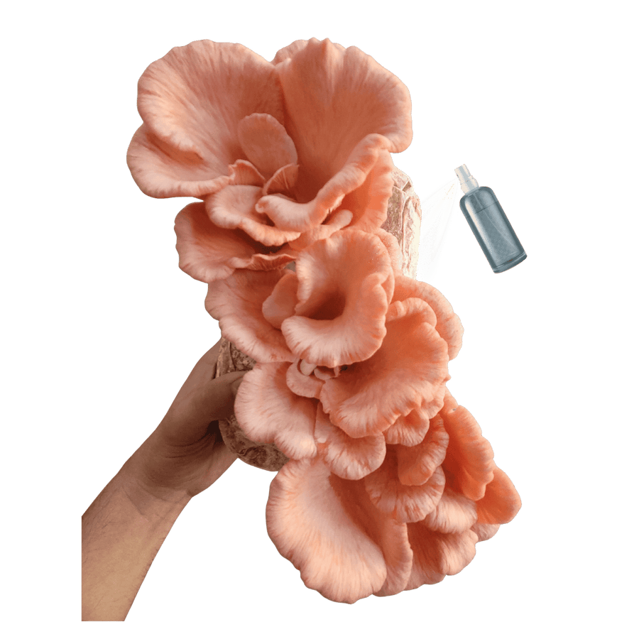 Cacho de shimeji salmão de cor rosa alaranjada, com os chapéus grandes abertos
