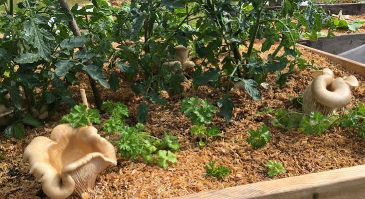 Substrato do bloco de cultivo esfarelado no vaso depois da última colheita, virando adubo
