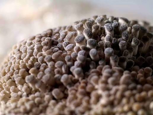 Primórdios da segunda leva brotando no bloco de cultivo