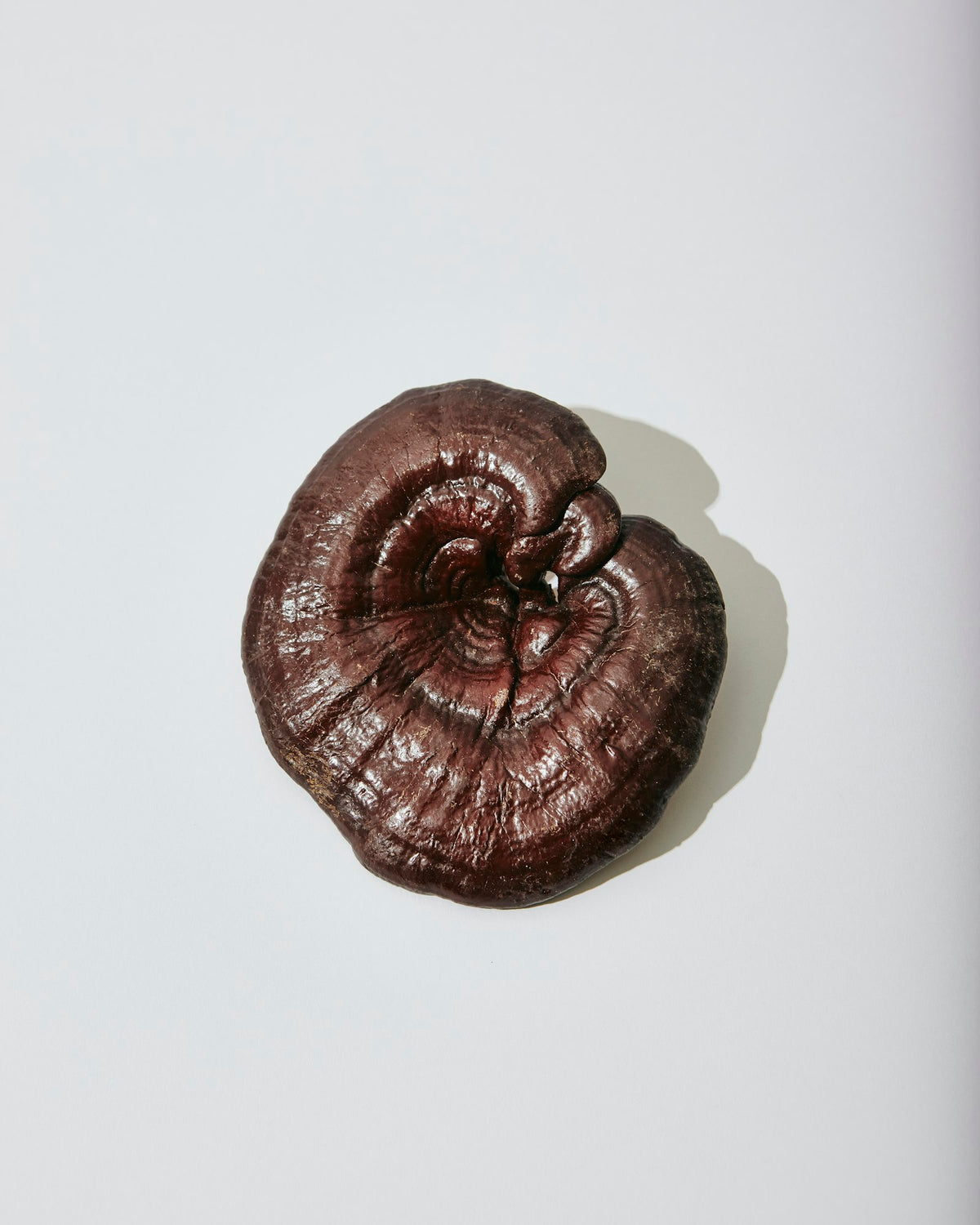 Cogumelo reishi seco sobre fundo claro