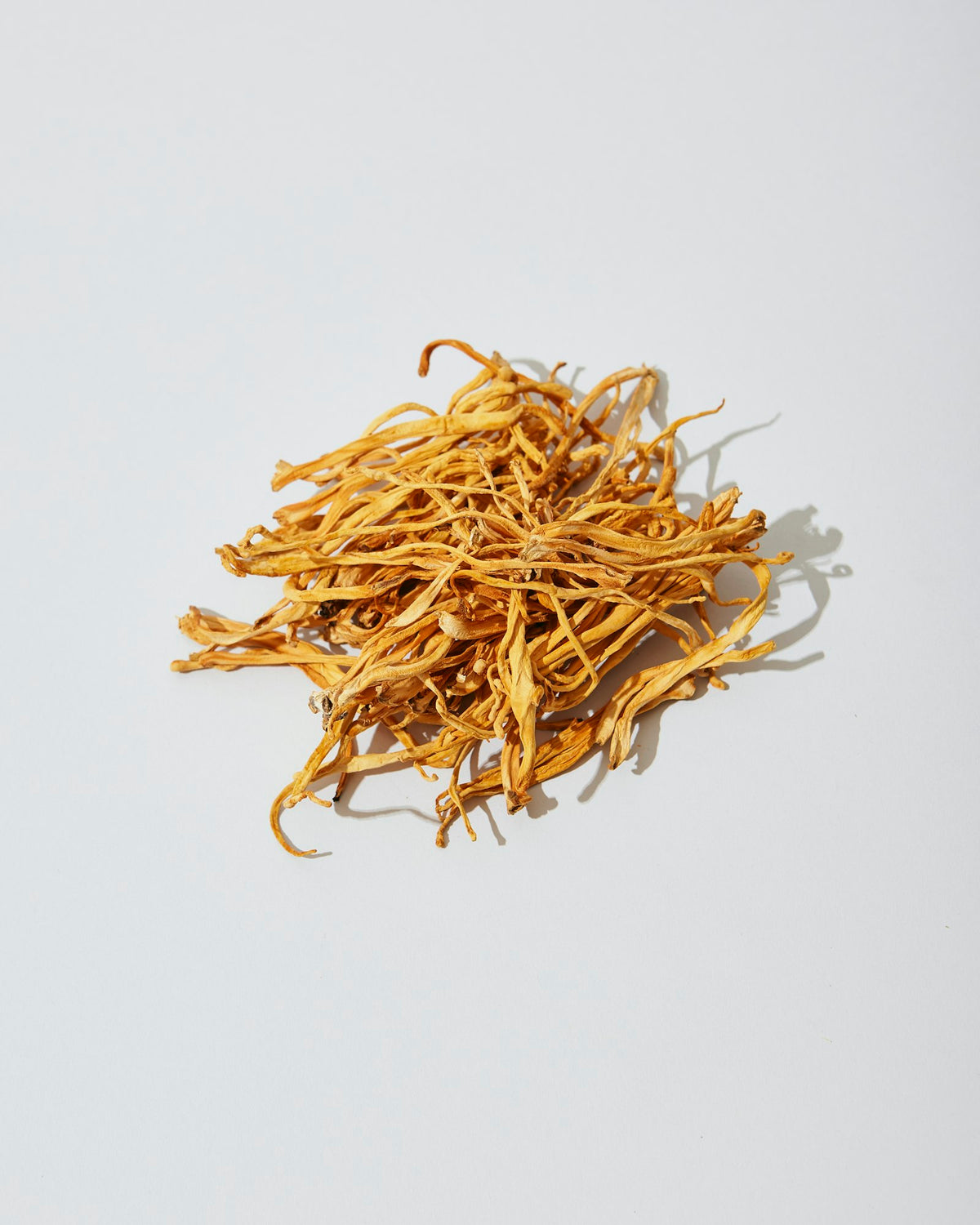 Cordyceps militaris desidratado, de cor laranja