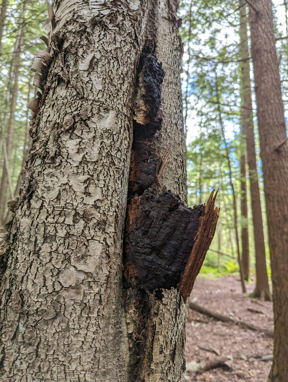 Chaga no tronco de uma bétula