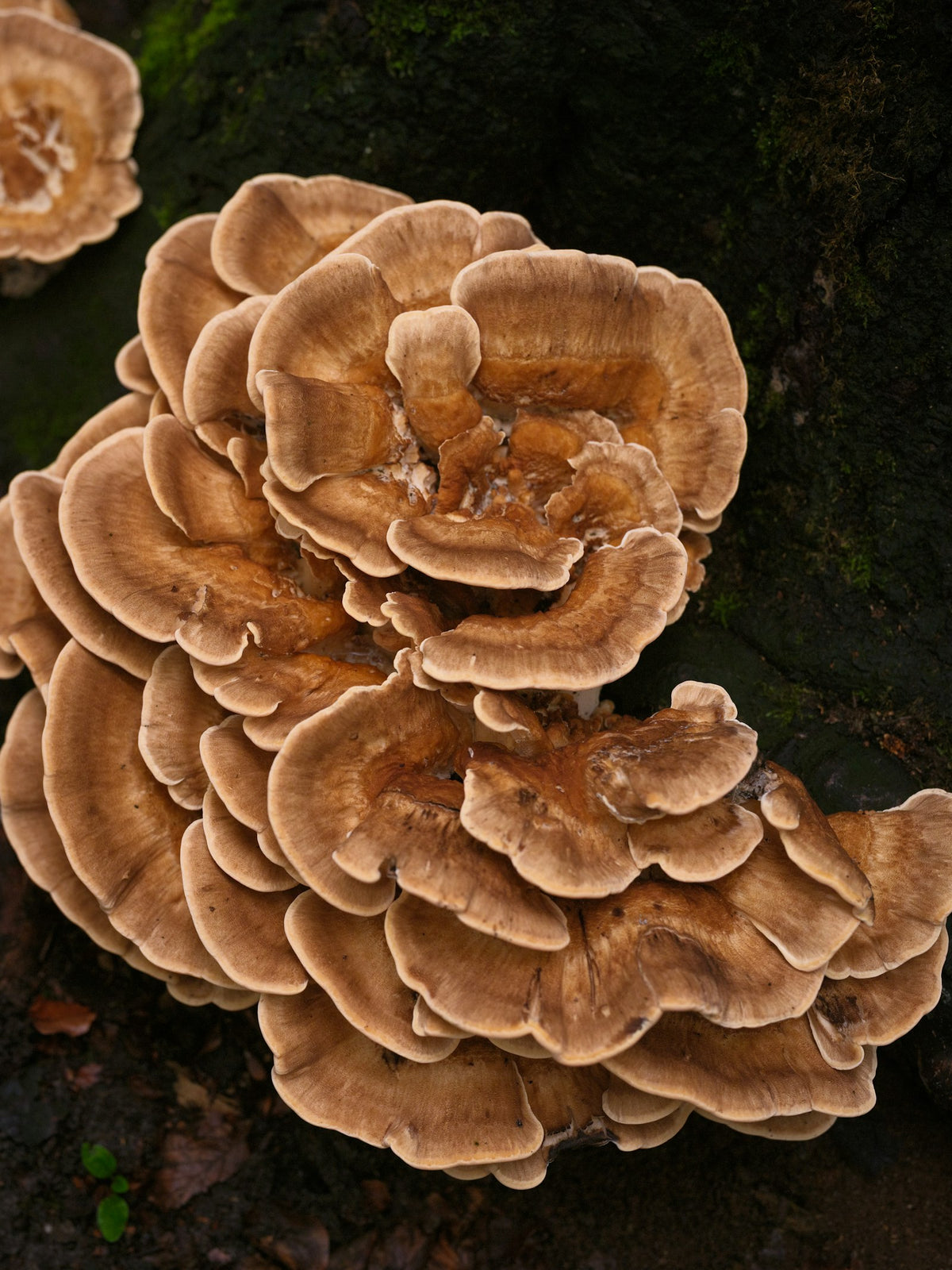 Maitake, a galinha-dos-bosques, na base de uma árvore
