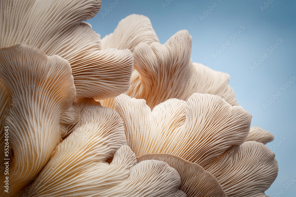 Cacho de shimeji branco crescendo no bloco de cultivo