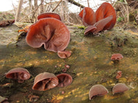Auricularia