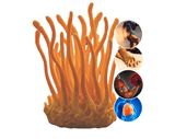Cordyceps