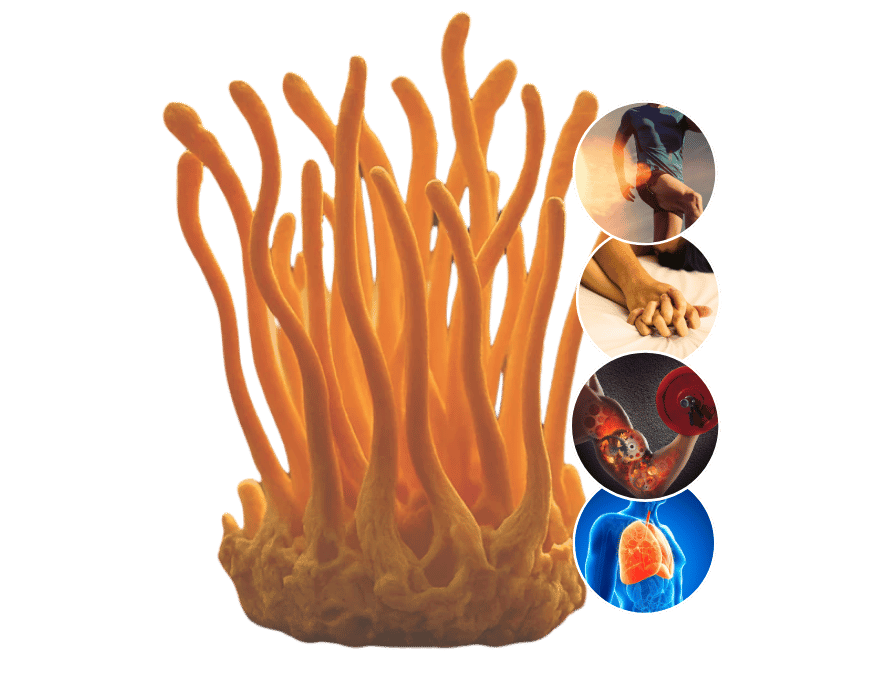 Cordyceps