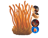 Cordyceps