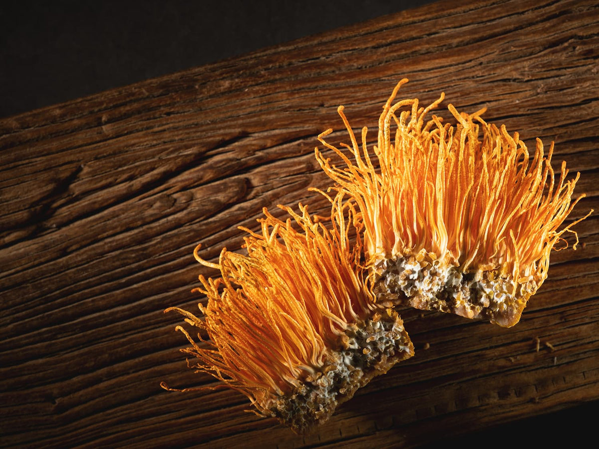 Cordyceps