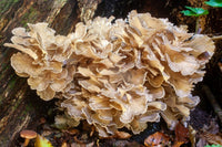 Maitake