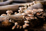 Shiitake