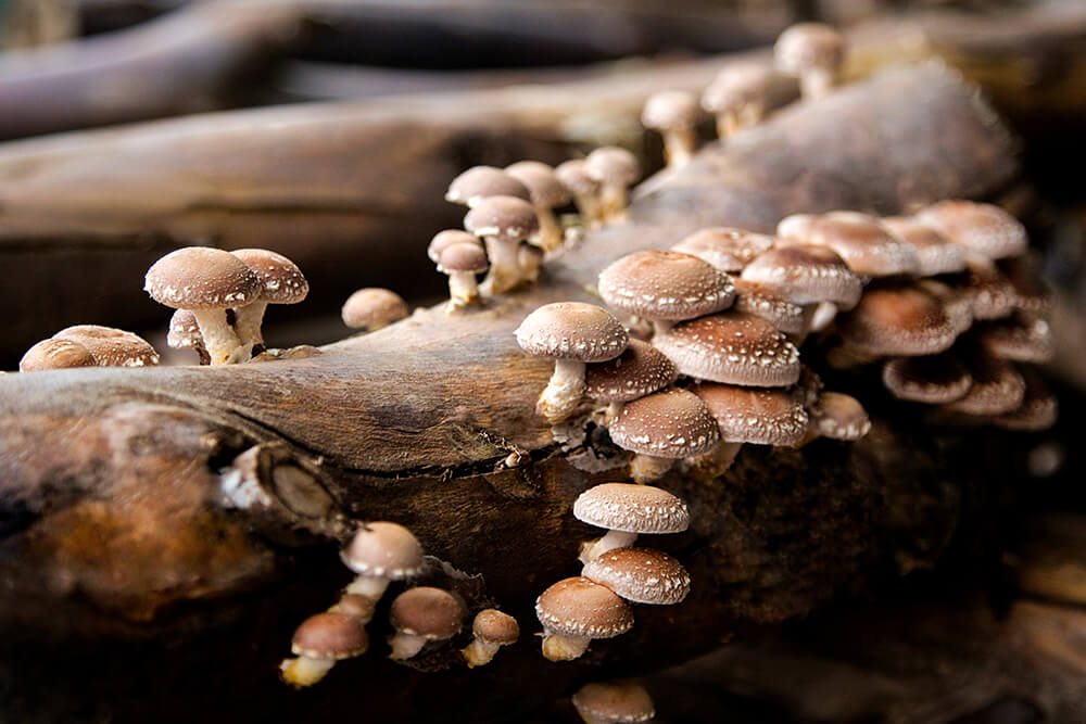 Shiitake