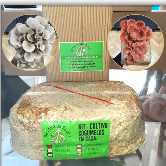 Opções de kits disponíveis