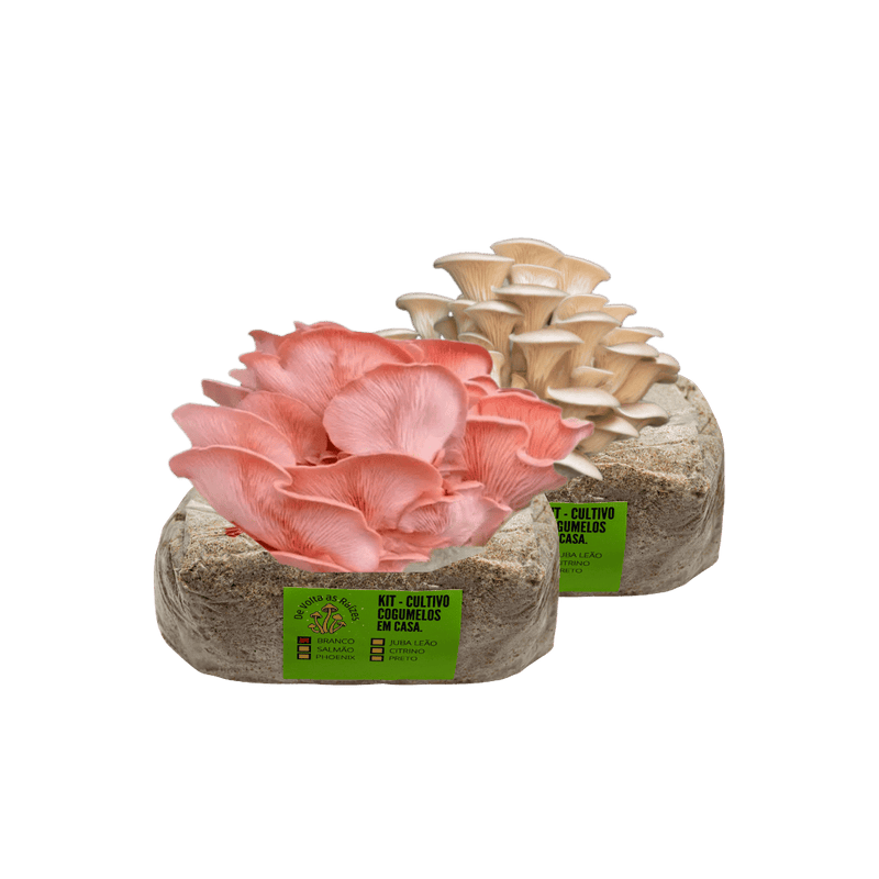 Blocos de Cultivo de Cogumelos shimeji em Casa (2 a 6 Unidades)