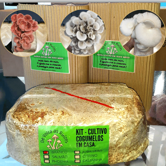 Opções de kits disponíveis