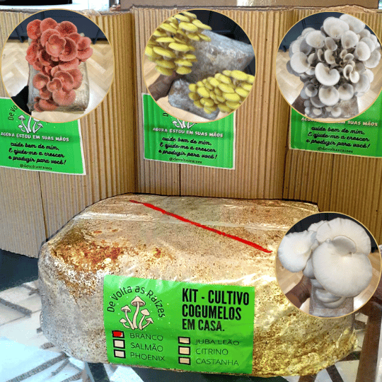Opções de kits disponíveis