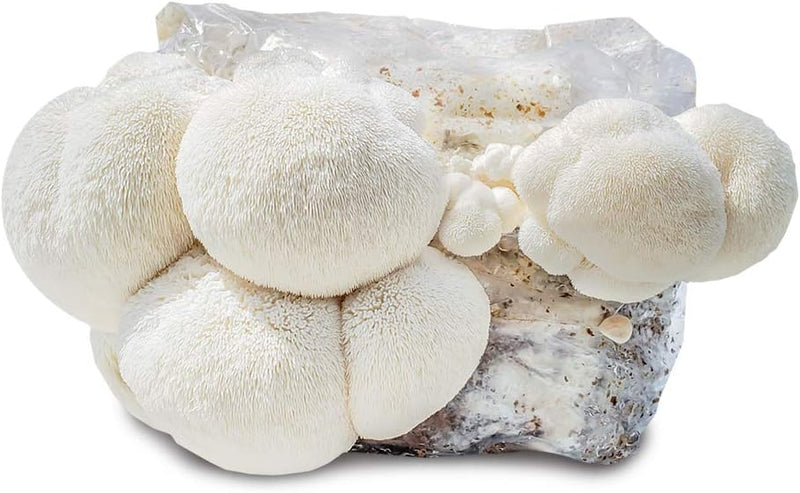 Composição do bloco e rendimento