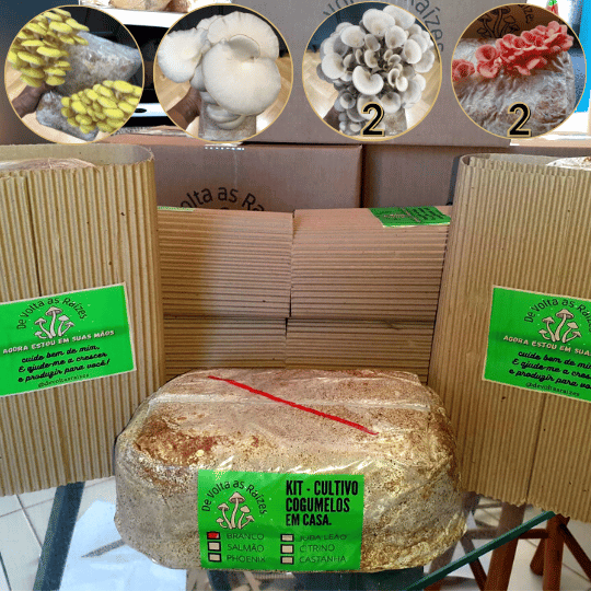 Opções de kits disponíveis