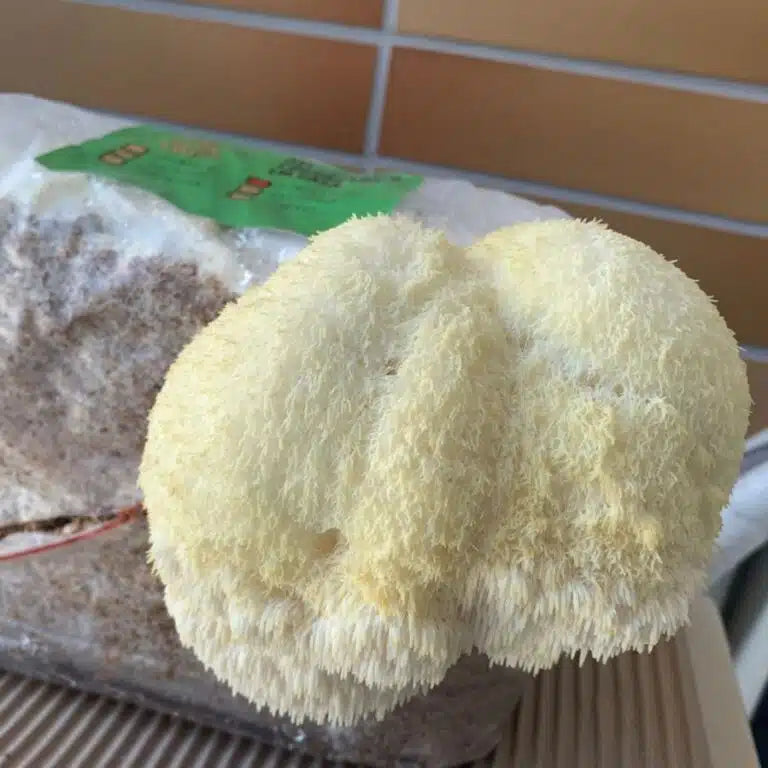 método de cultivo fácil, prático E rápido!