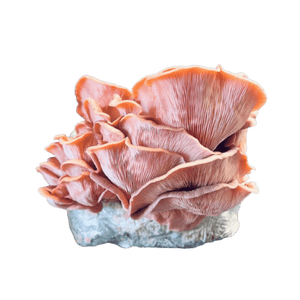 Kit Cultivo de Shimeji Salmão em Casa - bloco de 1kg