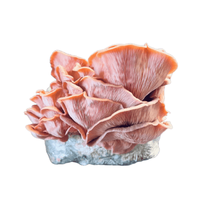 Kit Cultivo de Shimeji Salmão em Casa - bloco de 1kg