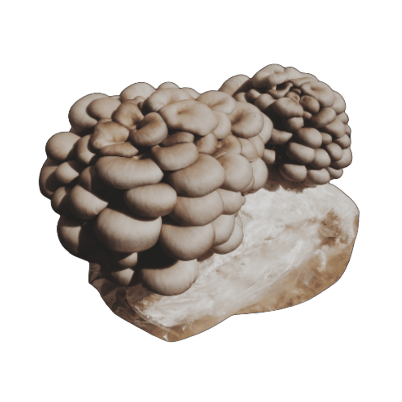 Kit Cultivo de Shimeji Preto em Casa - bloco de 1kg