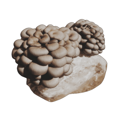 Kit Cultivo de Shimeji Preto em Casa - bloco de 1kg