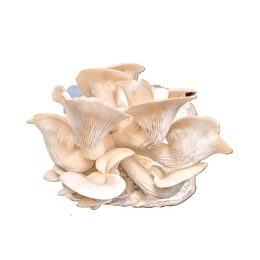 Kit Cultivo de Shimeji branco em Casa - bloco de 1kg