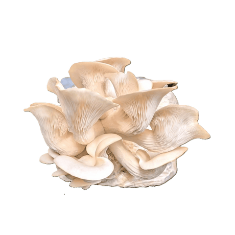 Shimeji Branco para cultivar em casa