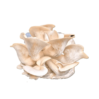 Kit Cultivo de Shimeji branco em Casa - bloco de 1kg