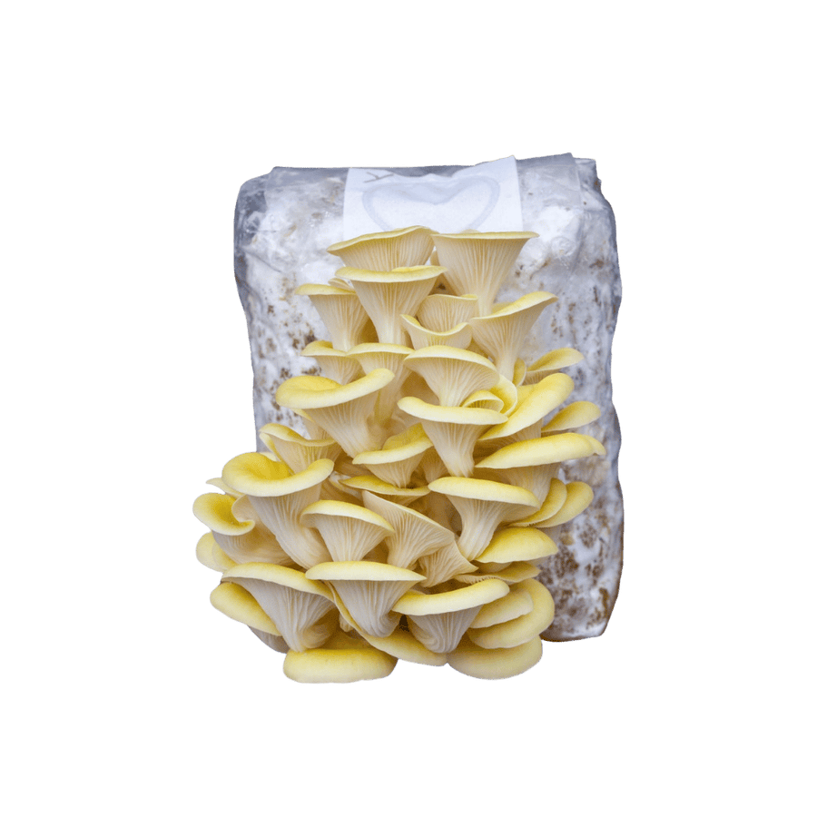 Kit Cultivo de Shimeji Citrino em Casa - bloco de 1kg