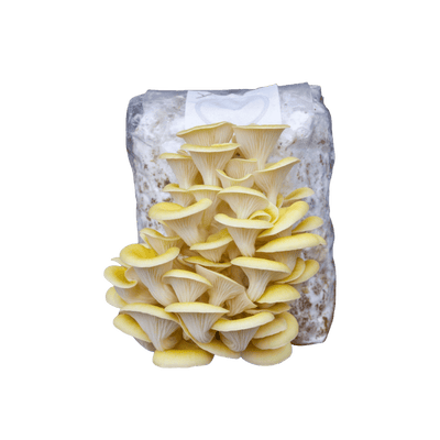 Kit Cultivo de Shimeji Citrino em Casa - bloco de 1kg