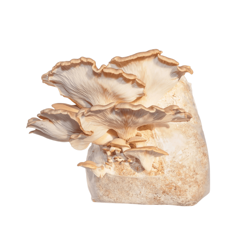 Kit Cultivo de Shimeji phoenix em Casa - bloco de 1kg