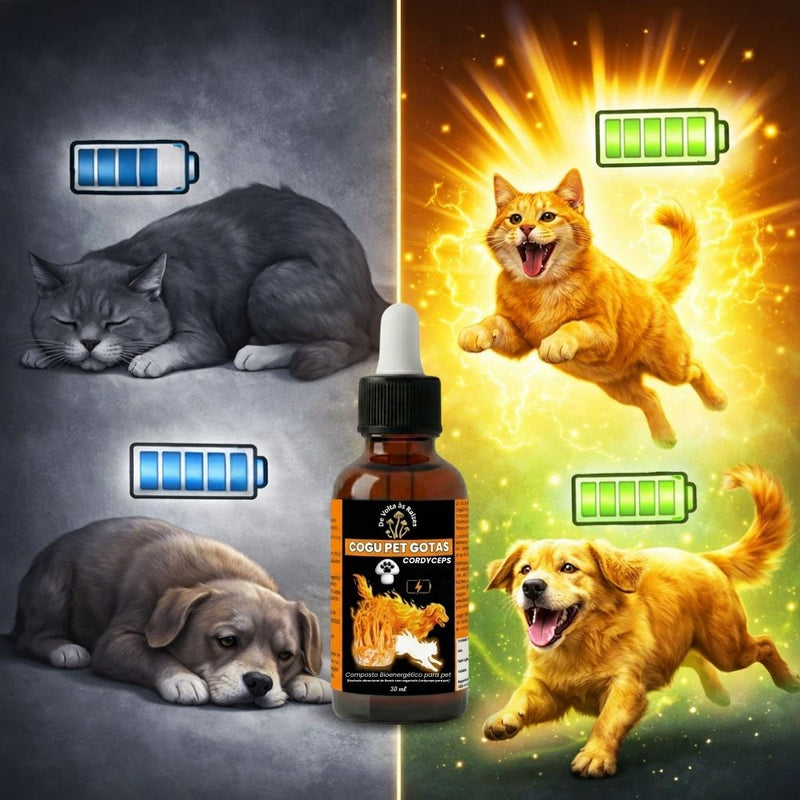 De volta ao ânimo de cada dia