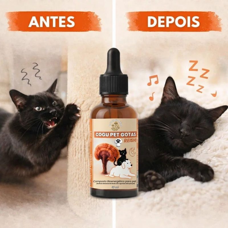 De volta à paz que seu pet merece