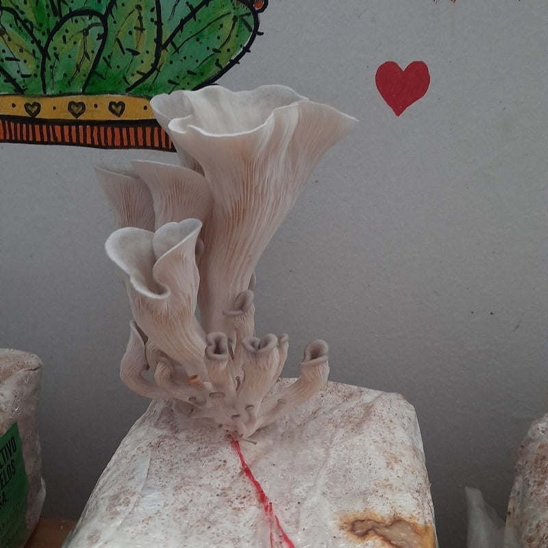 Ornamenta Sua Casa