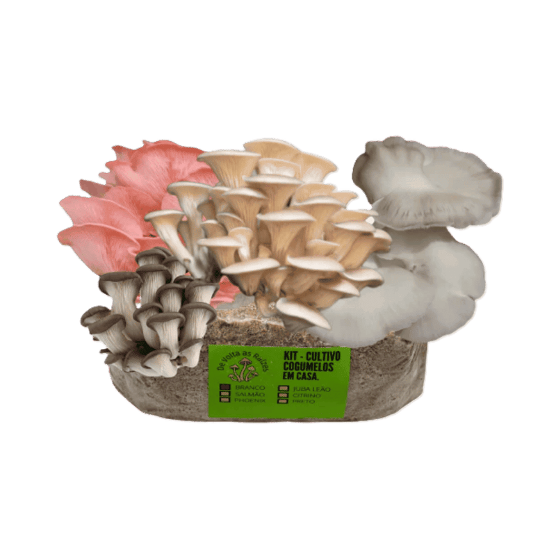 Blocos de Cultivo de Cogumelos shimeji em Casa (2 a 6 Unidades)