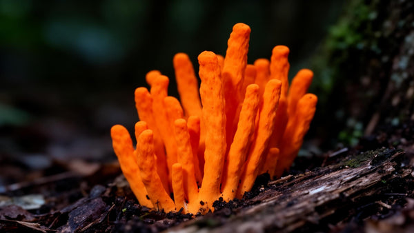 Cordyceps