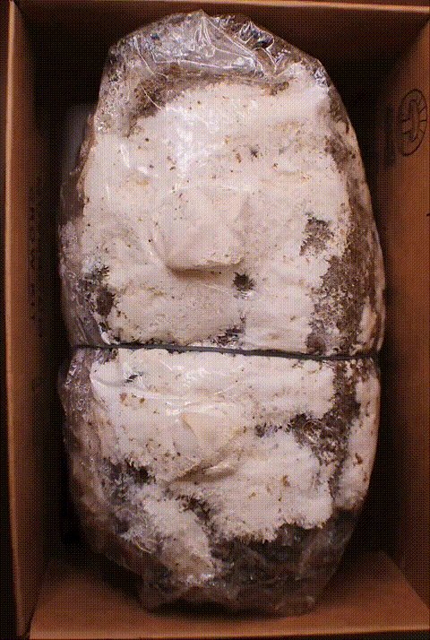 Cultivar o próprio alimento é a verdadeira experiência