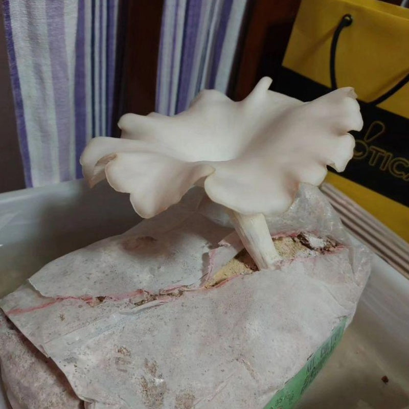 Ornamenta Sua Casa
