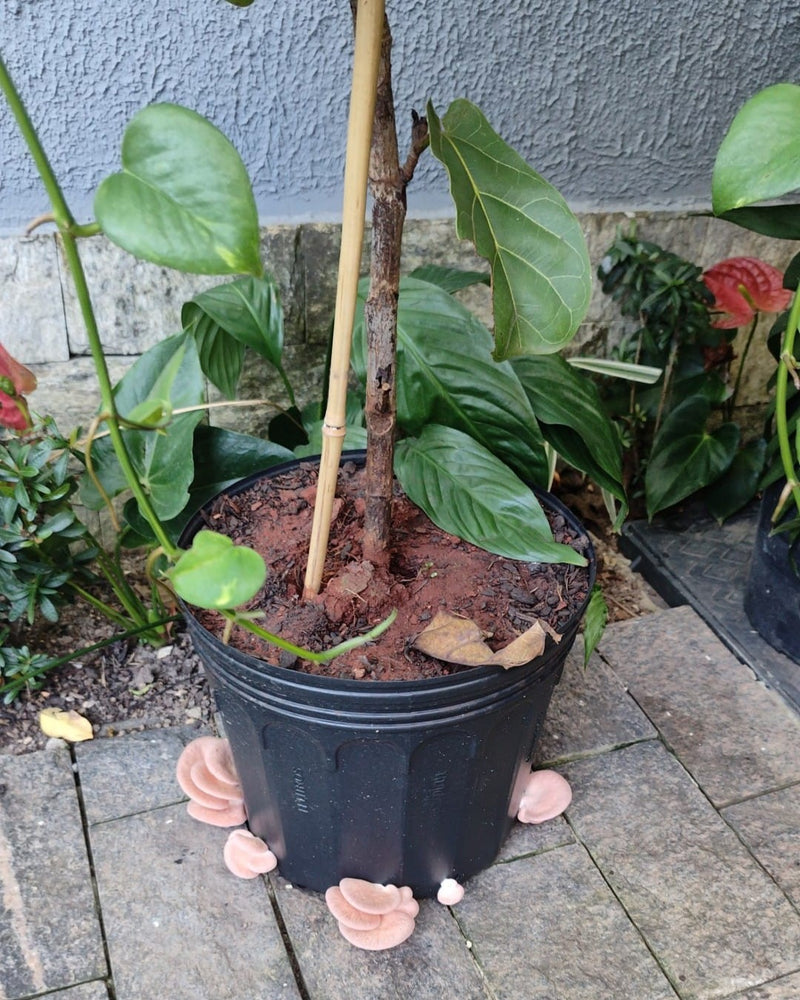 Produto ecológico e reaproveitamento do substrato