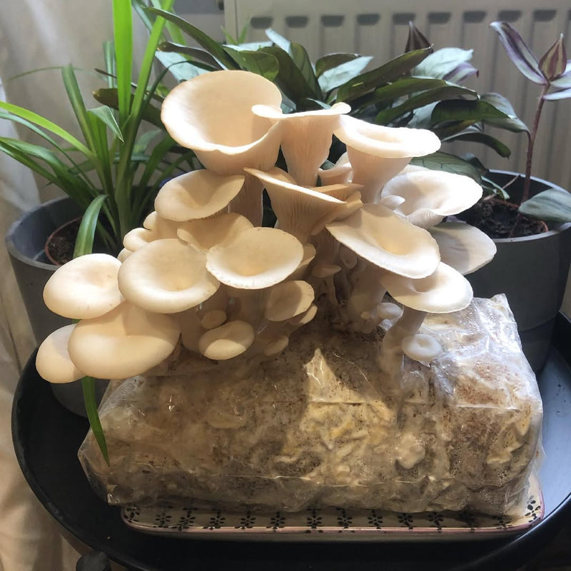 Ornamenta Sua Casa