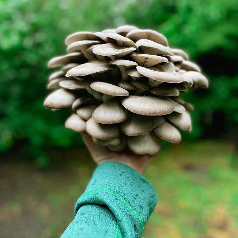 Colher fresco muda completamente a experiência