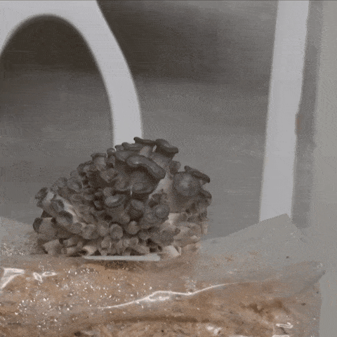 Cultivar o próprio alimento é a verdadeira experiência