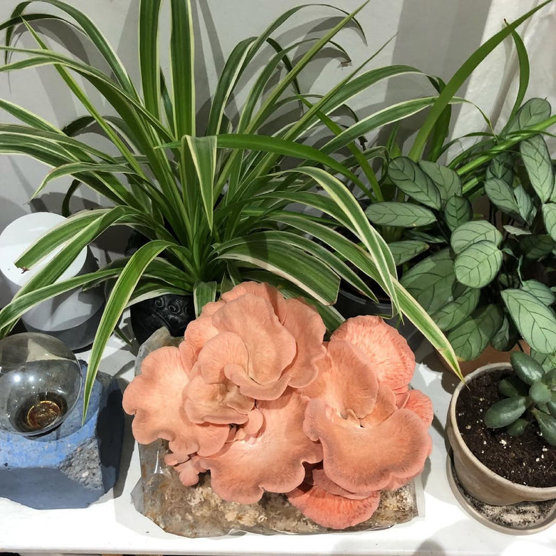 Ornamenta Sua Casa