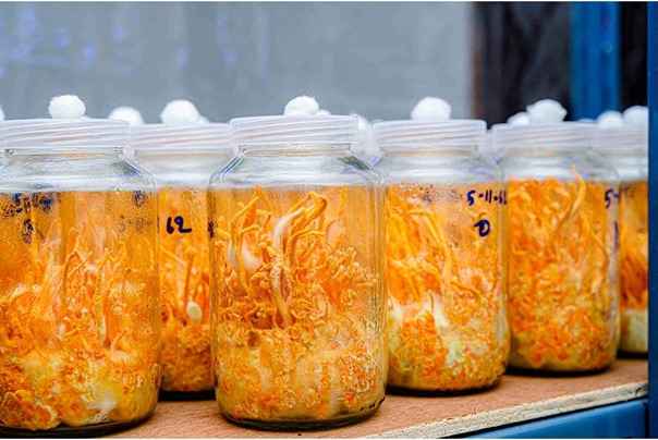 cordyceps em conserva - site_11zon