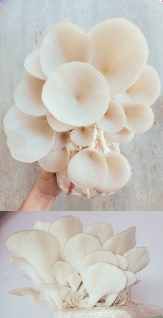 Shimeji Branco/ Pleurotus ostreatus