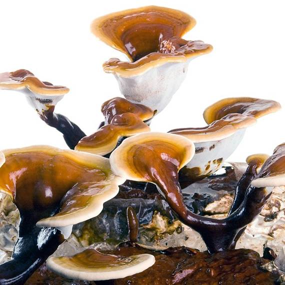 reishi crescendo